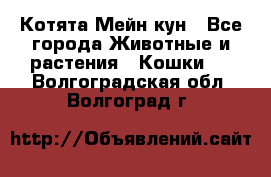 Котята Мейн кун - Все города Животные и растения » Кошки   . Волгоградская обл.,Волгоград г.